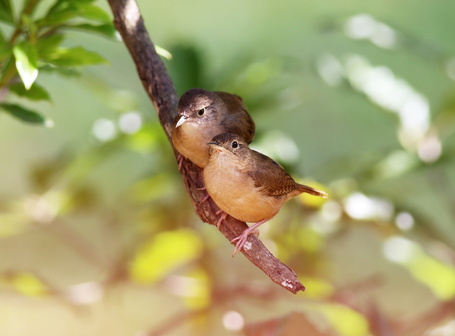 Two House Wrens perch cozily together on a tree branch, sunlight leaves in the background.