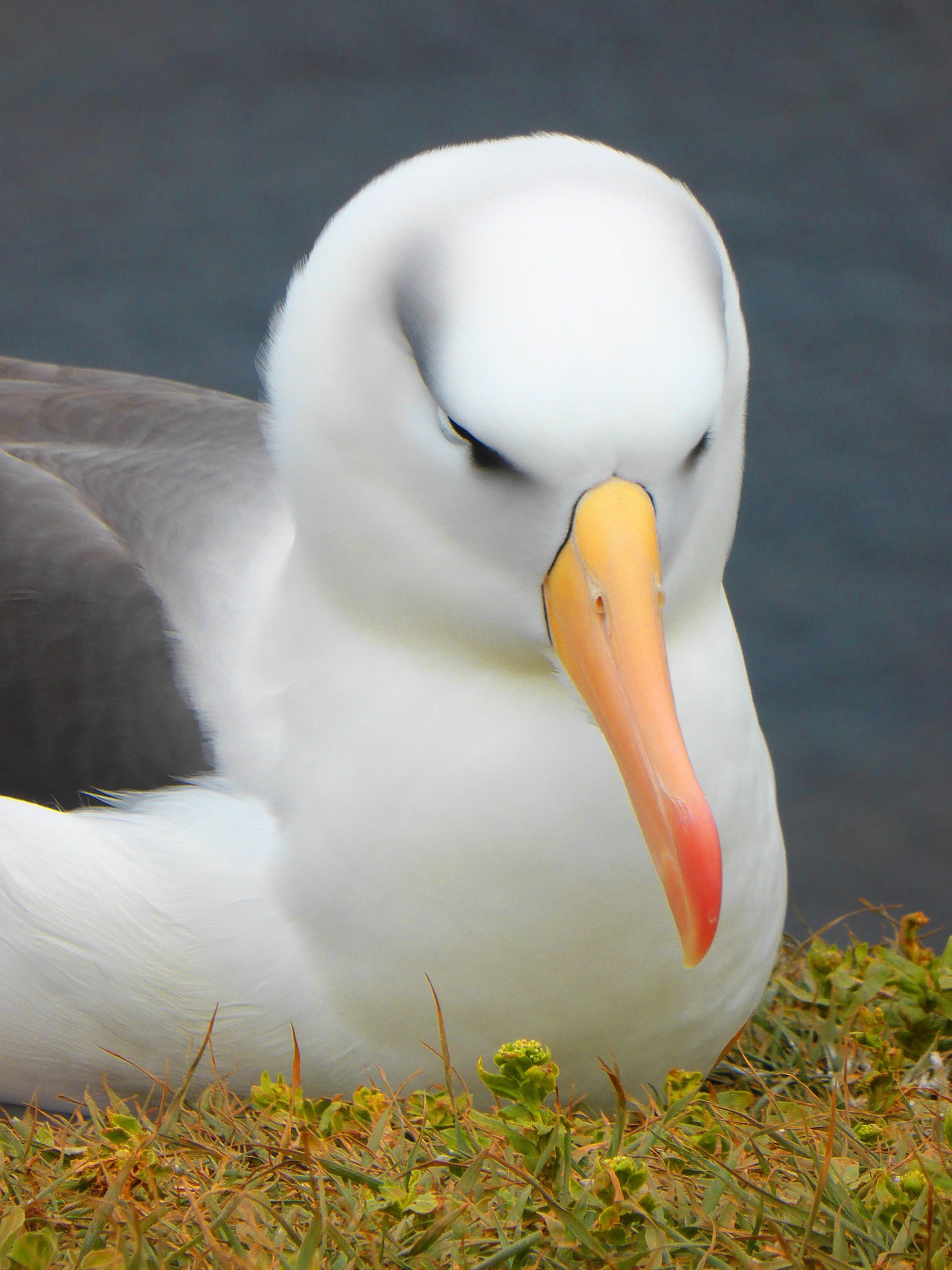 A Laysan Albatross. like the one shown here, is one of the oldest living wild birds recorded, at 74 years old.