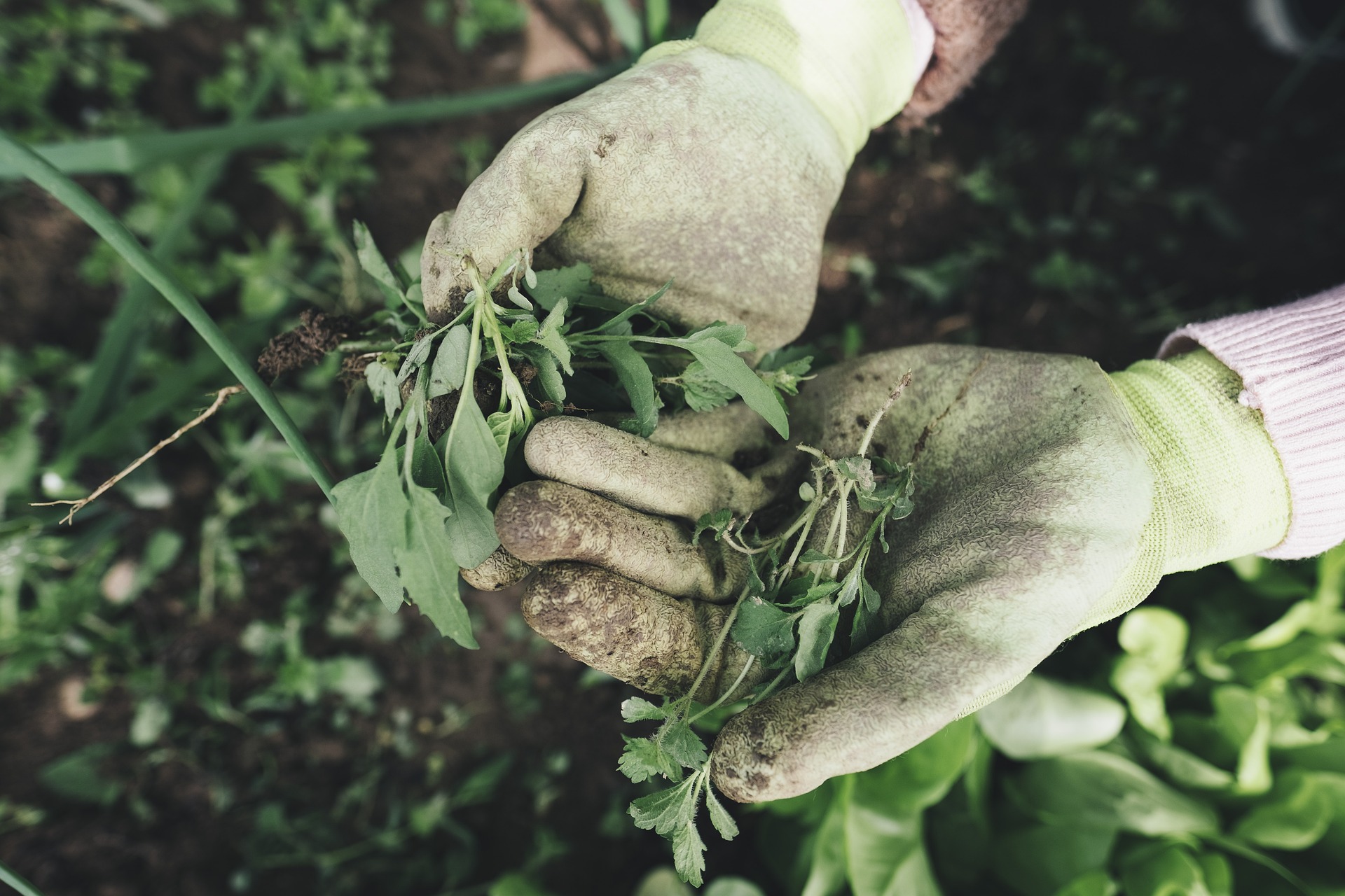 Two gloved hands are shown clutching freshly picked weeds with soil and plants in the background; one way to help birds live longer is to garden without pesticides.