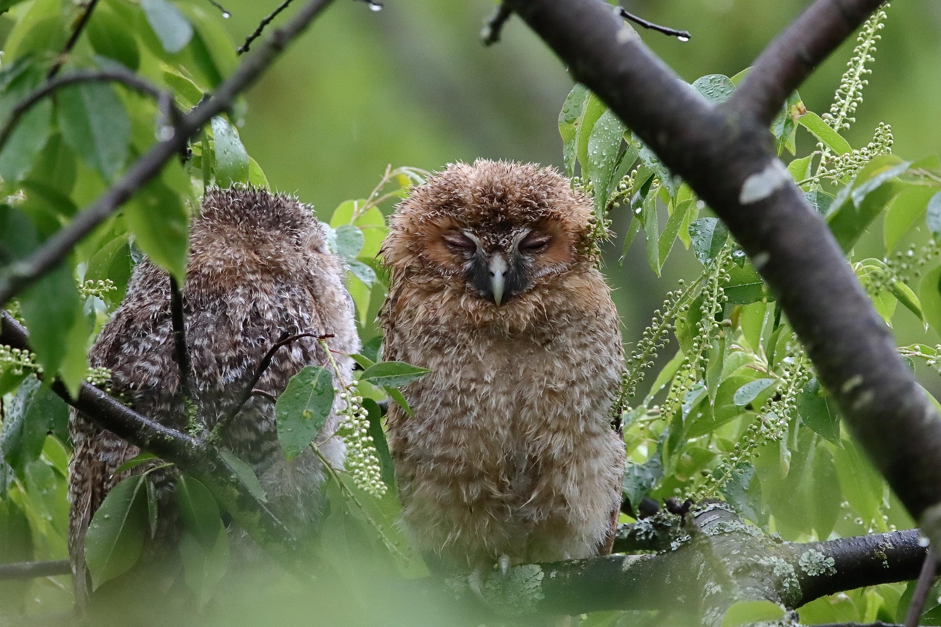 An owl perches in a tree, eyes closed and napping, with another owl perching beside it. 