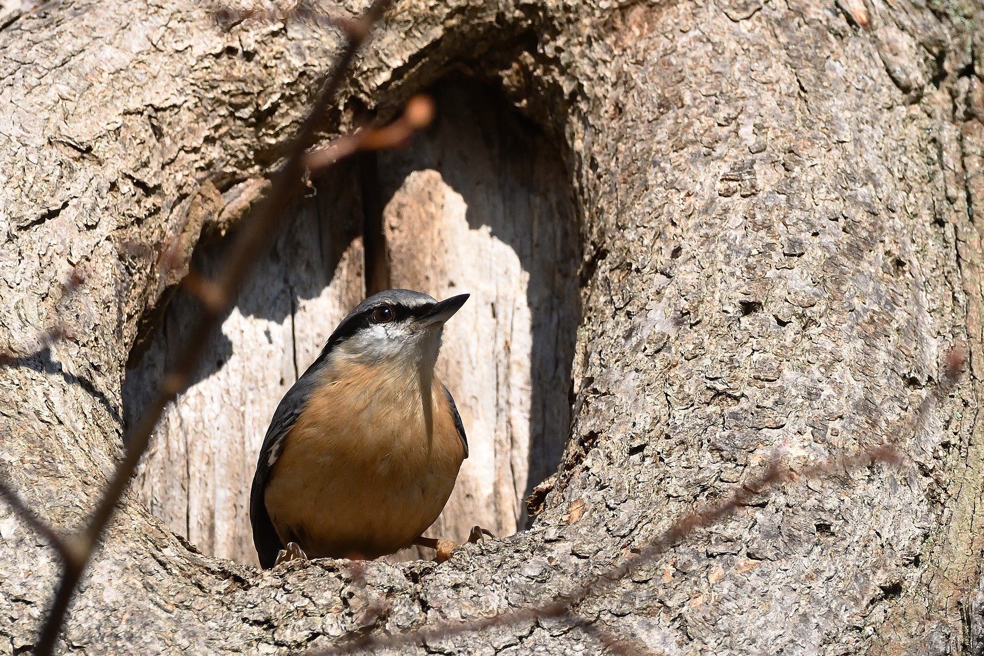 A Nuthatch perches in a tree cavity, its face gazing into the sun.