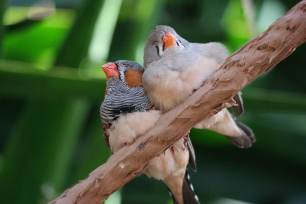 Two Zebra Finches perch on a tree branch, nestled close to each other with their eyes closed, sleeping.