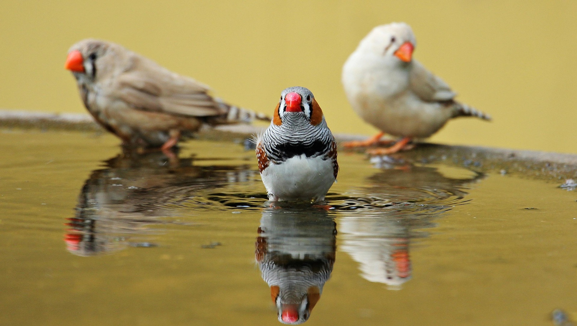 Three Zebra Finches perch on the surface of a birdbath, seeming to gaze at the viewer.