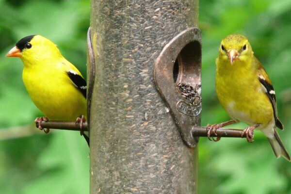 Two American Goldfinches perch across from each other on a tube bird feeder, with foliage in the background.