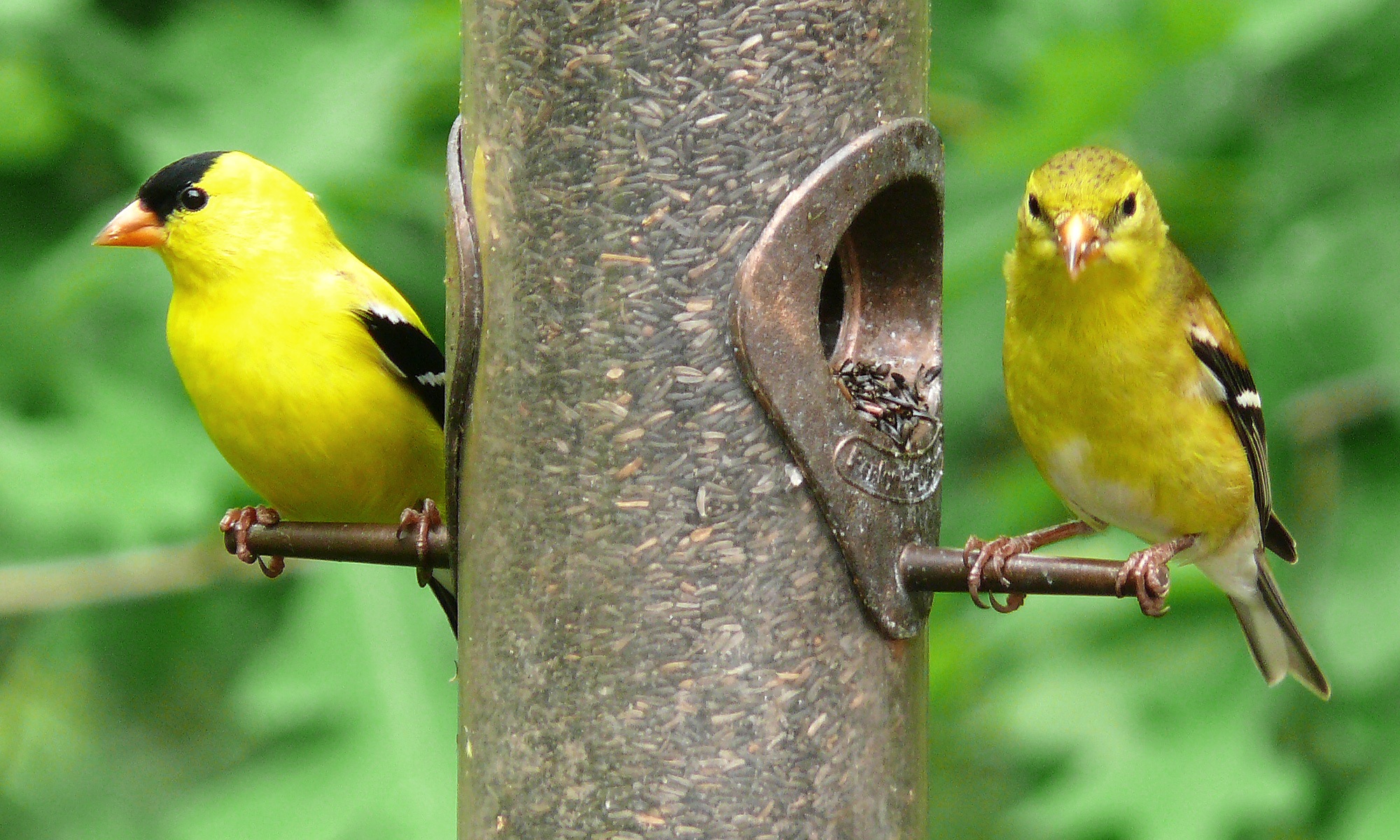 Two American Goldfinches perch across from each other on a tube bird feeder, with foliage in the background.