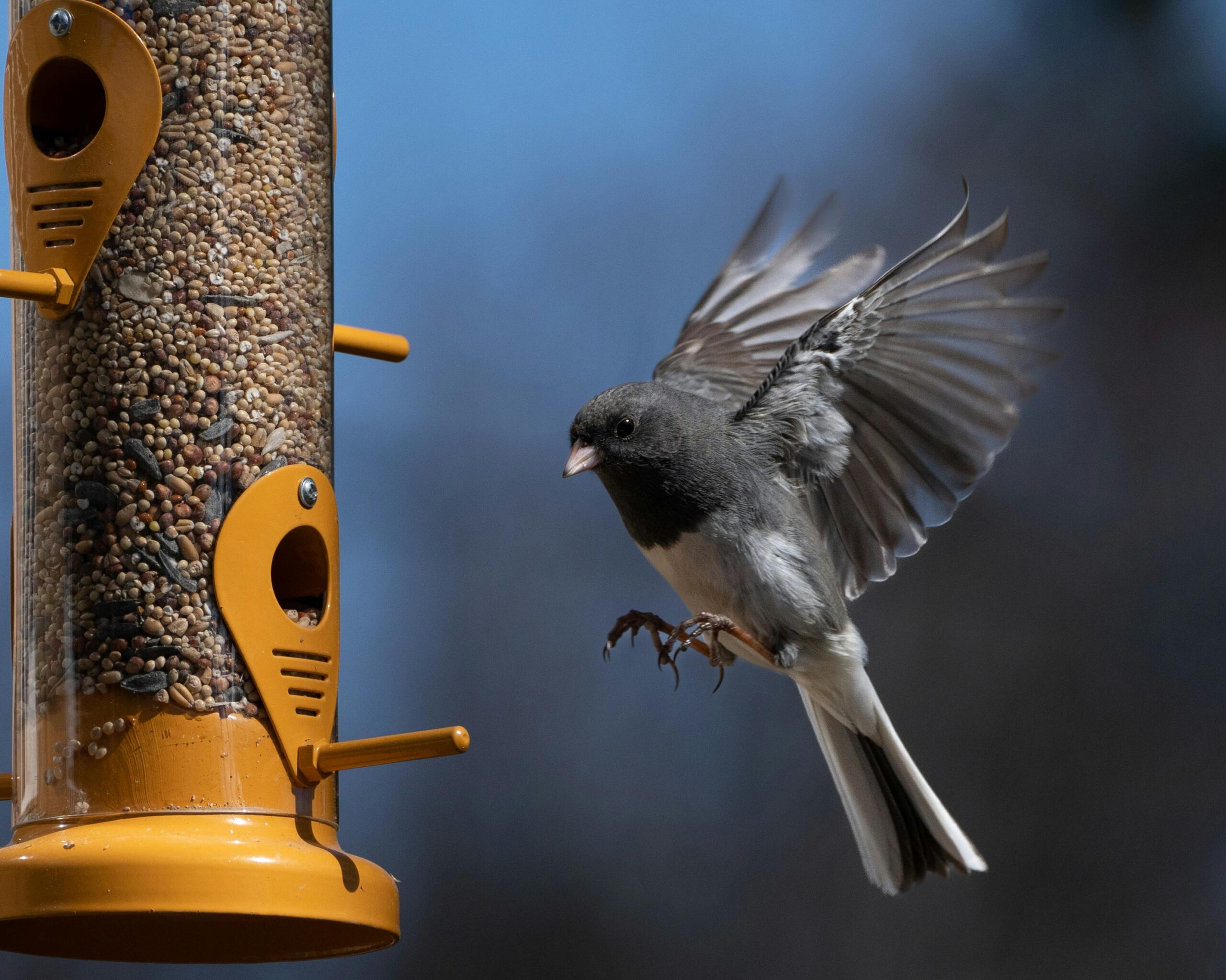 A Dark-eyed Junco flies to feed at a tube feeder full of tasty morsels on a sunny day.