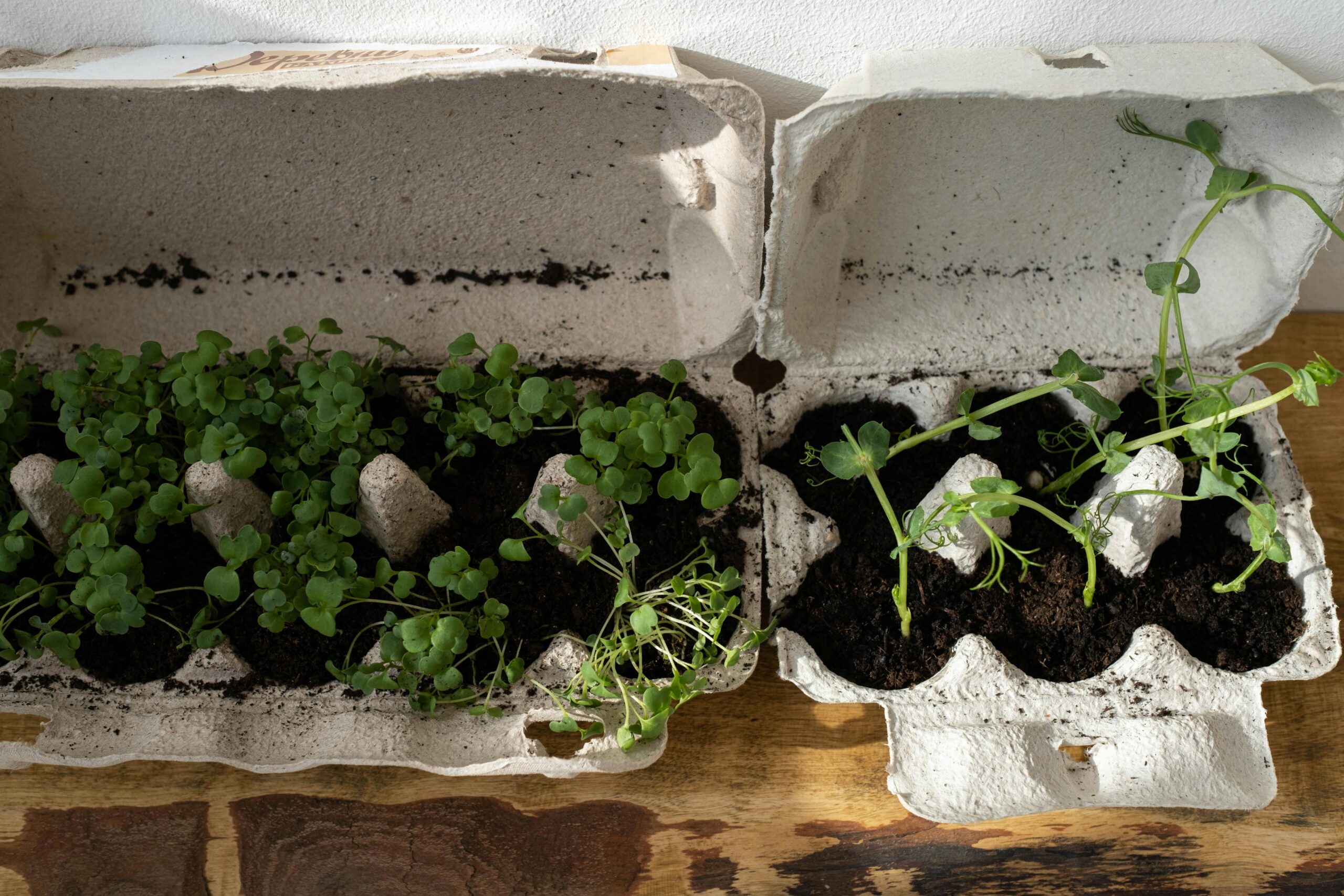 An egg carton is filled with soil and seeds that have sprouted.