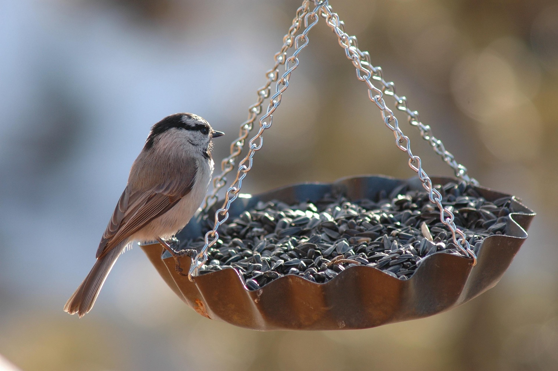A Mountain Chickadee feeds at a tray feeder on a bright summer day.