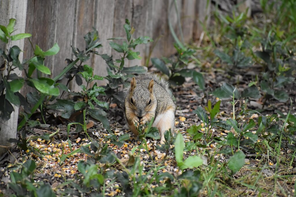 A squirrel on the ground feasts on the fallen seed from a bird feeder.