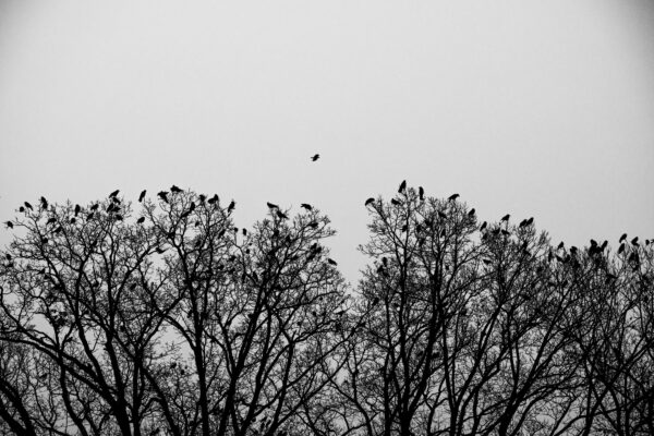 A number of crows gather on treetops across with a gray sky as backdrop.