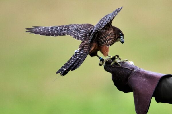 A falconer holds his gloved hand out to a raptor, who is seen alighting on his hand.