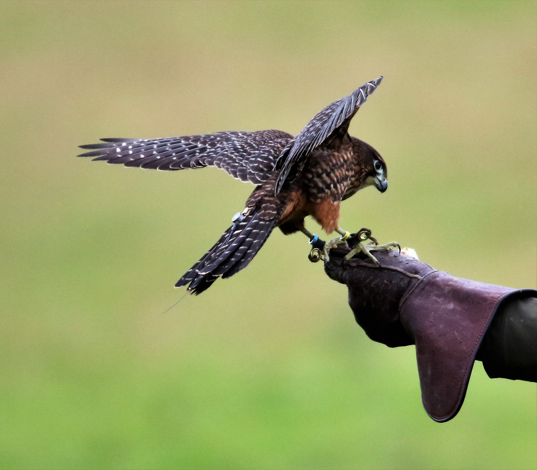 A falconer holds his gloved hand out to a raptor, who is seen alighting on his hand.