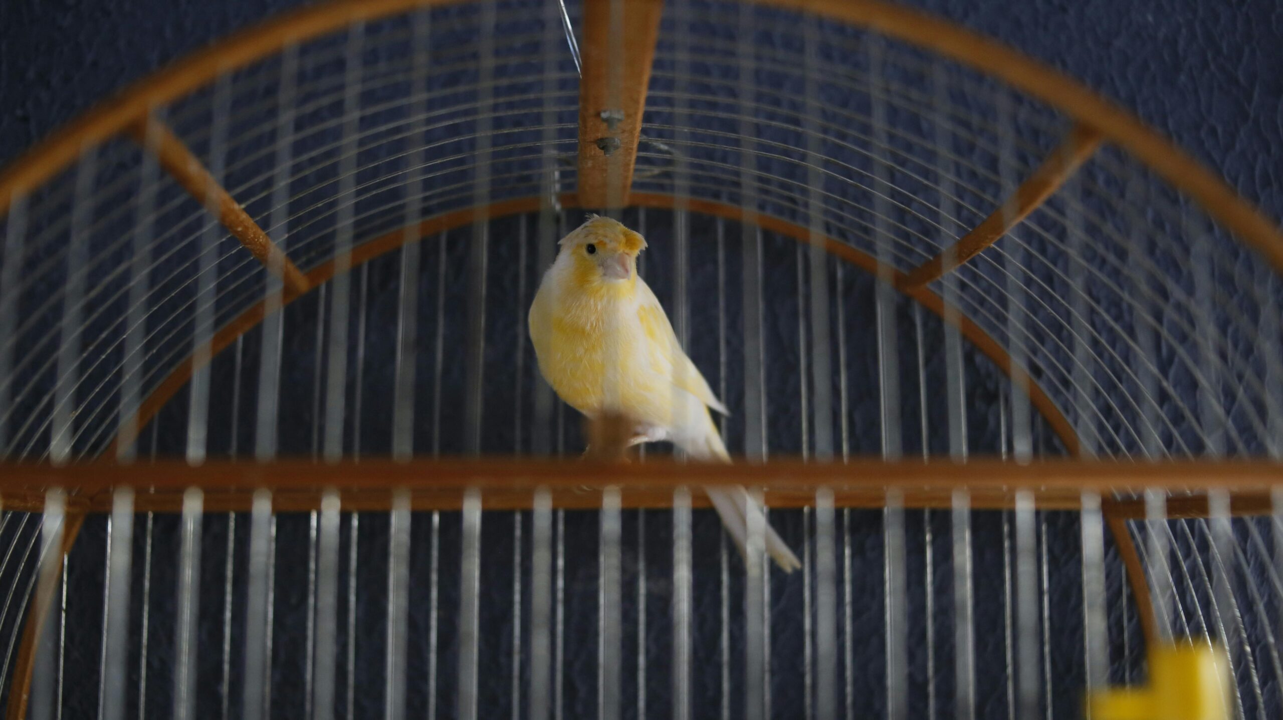 A small yellow canary perches in a metal cage with a black background.