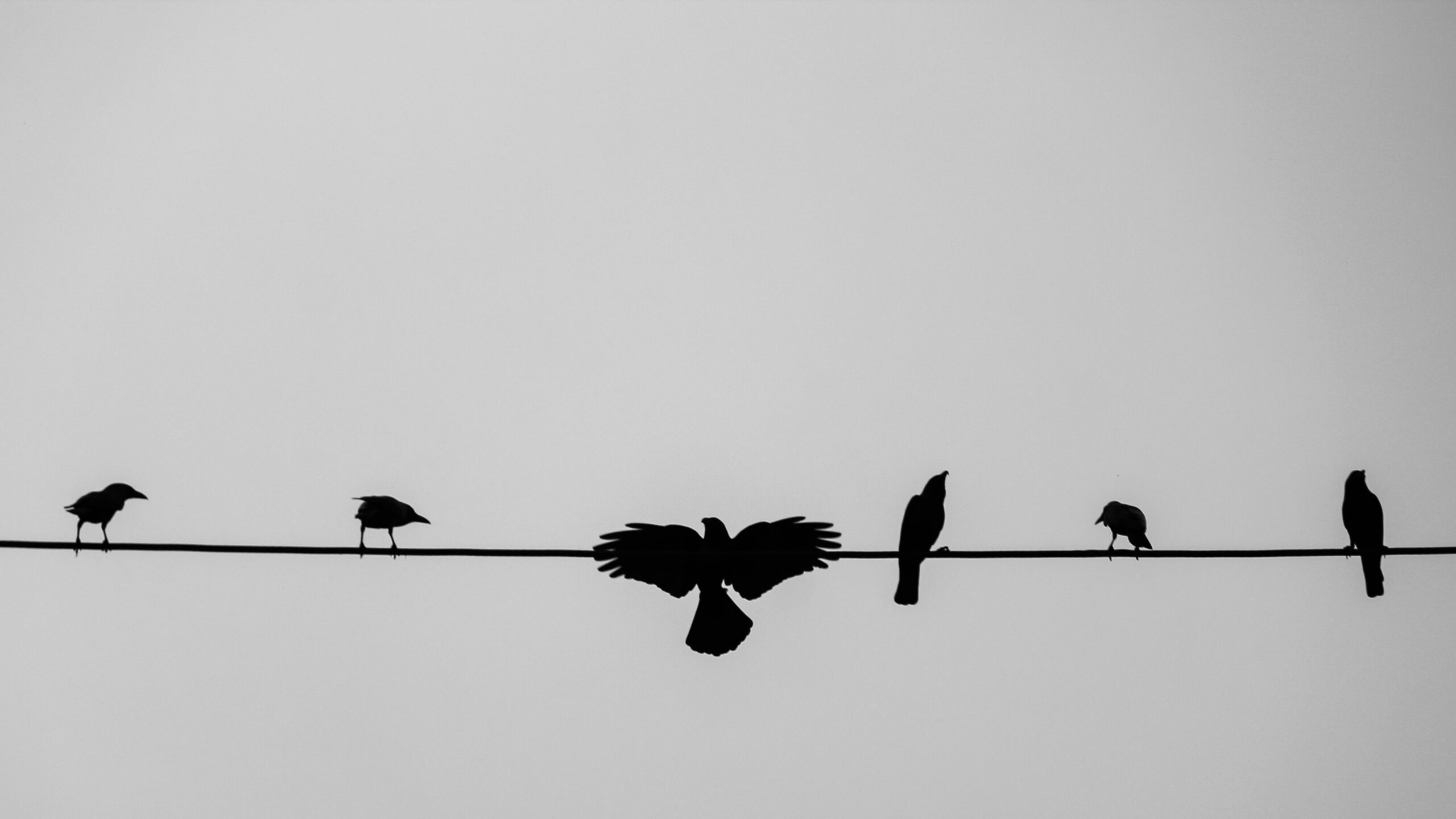 The silhouette of six birds lined up on a power line.
