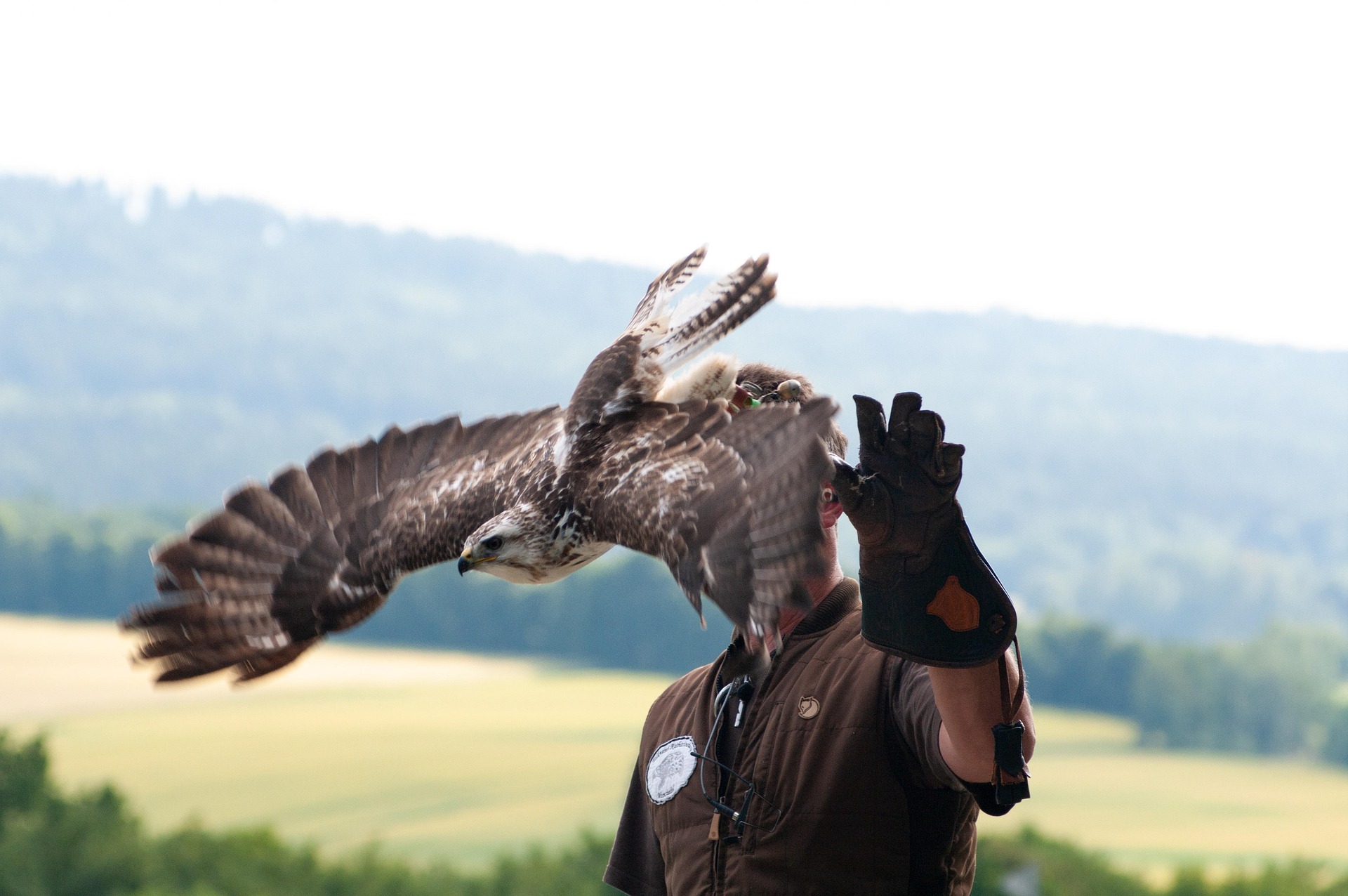 A male falconer releases a bird of prey from his gloved hand, a mountain and forest shown in the background.