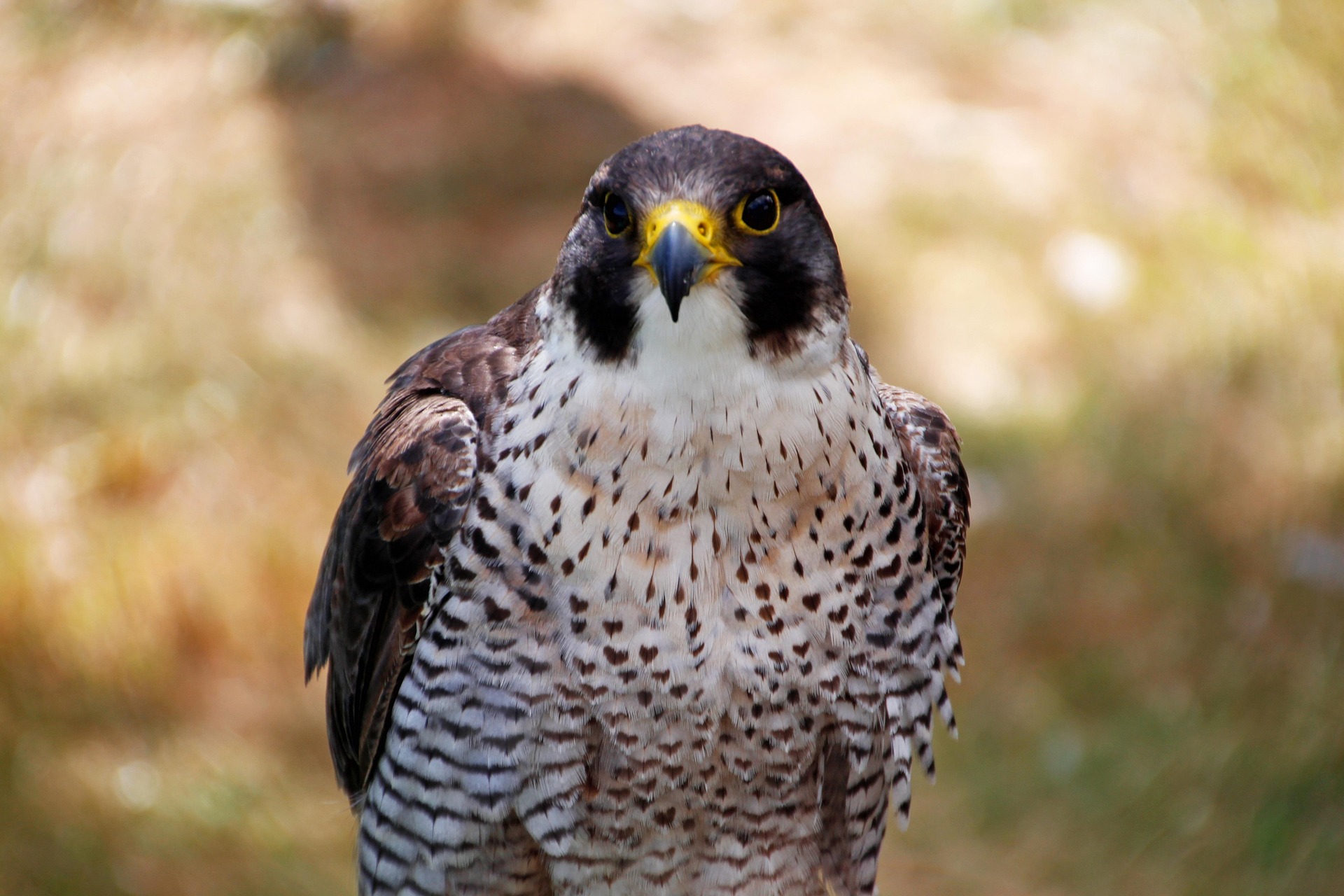 A Peregrine Falcon looks at the viewer, a natural landscape in the background.