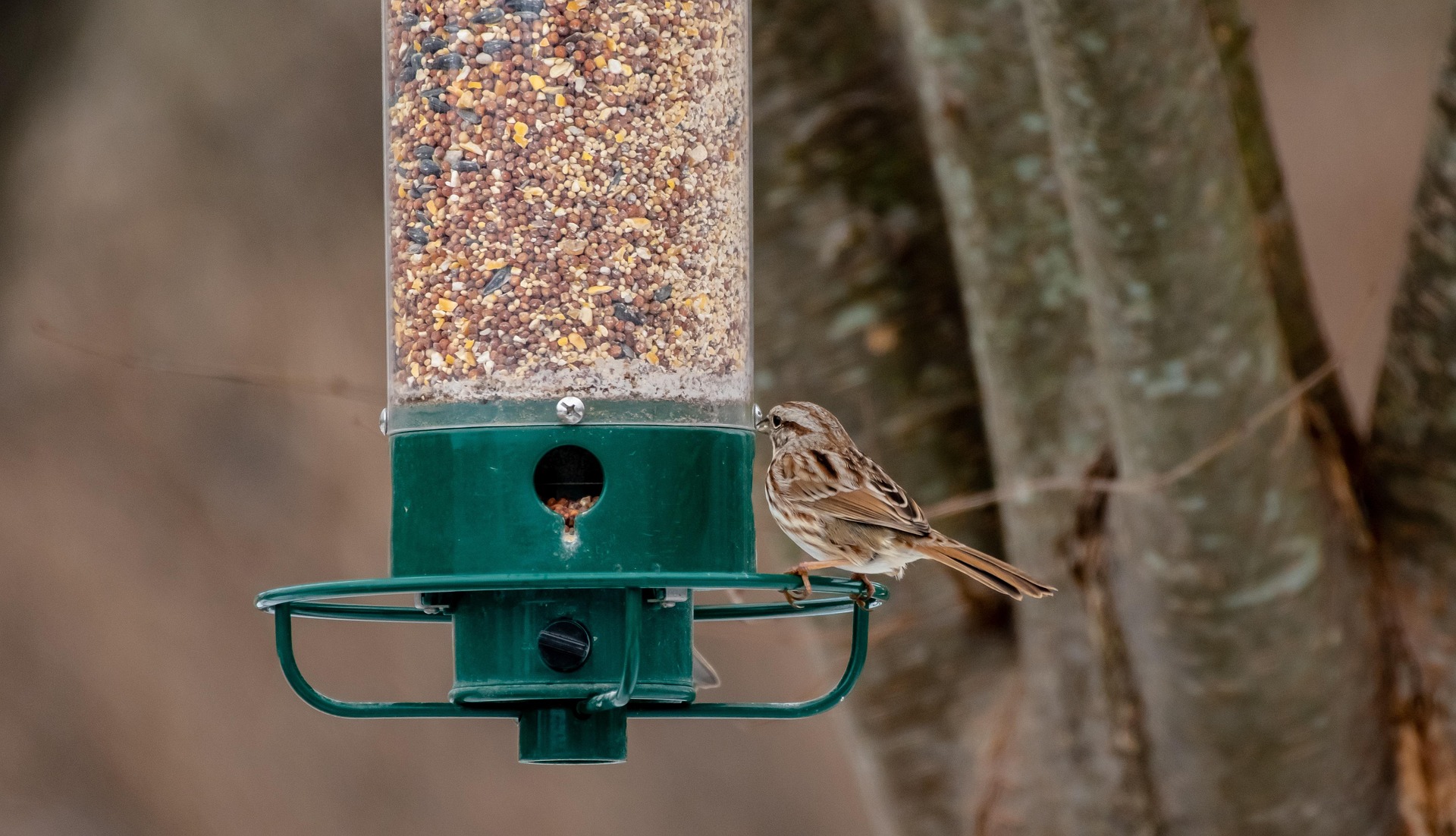 A small sparrow perches on a tube feeder, with a bare tree trunk in the background.