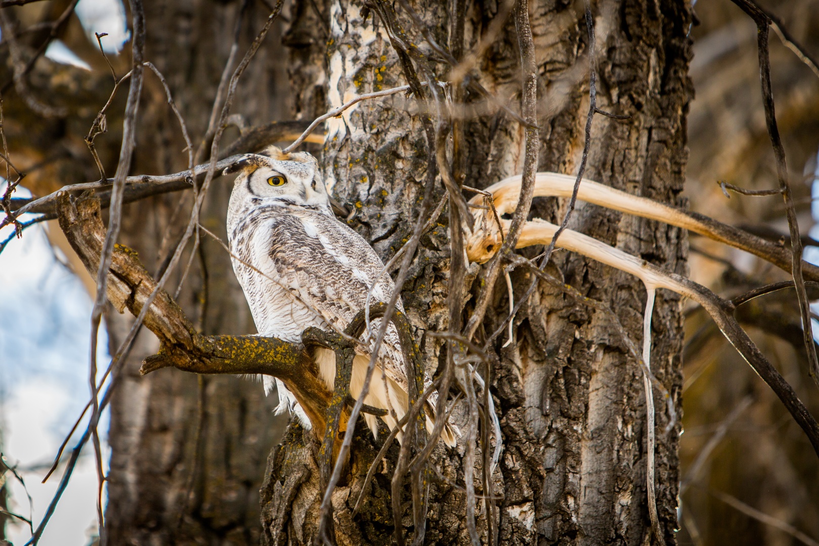 A Great Horned Owl perched in a bare tree, its white feathers standing out against the neutral background.