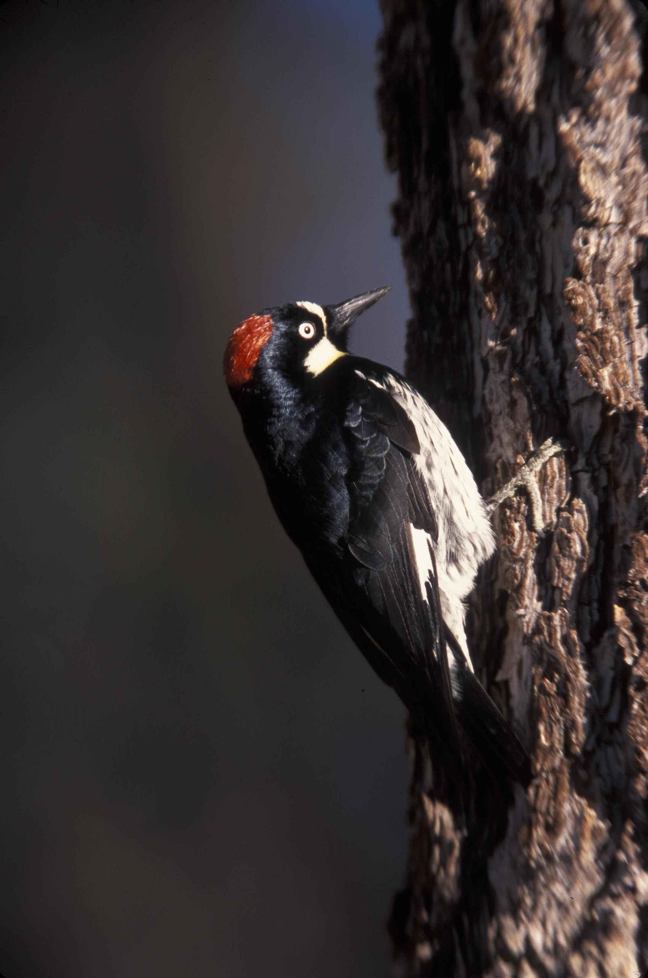 An Acorn Woodpecker casually hangs out on a tree trunk, one place that a lot of birds like to stash their cache.