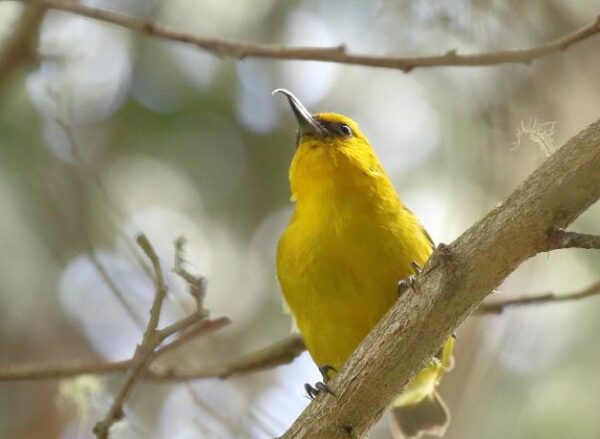 The Endangered 'Akiapōlā'au (Bird Note: 10/25/25) – Chirp Nature Center
