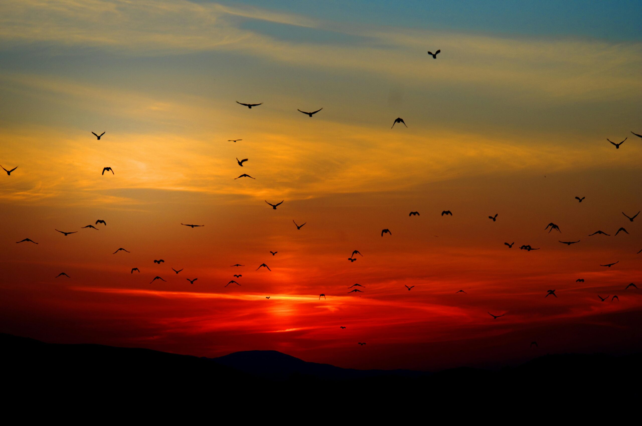 Dozens of bird fly in circles across a sunset sky.
