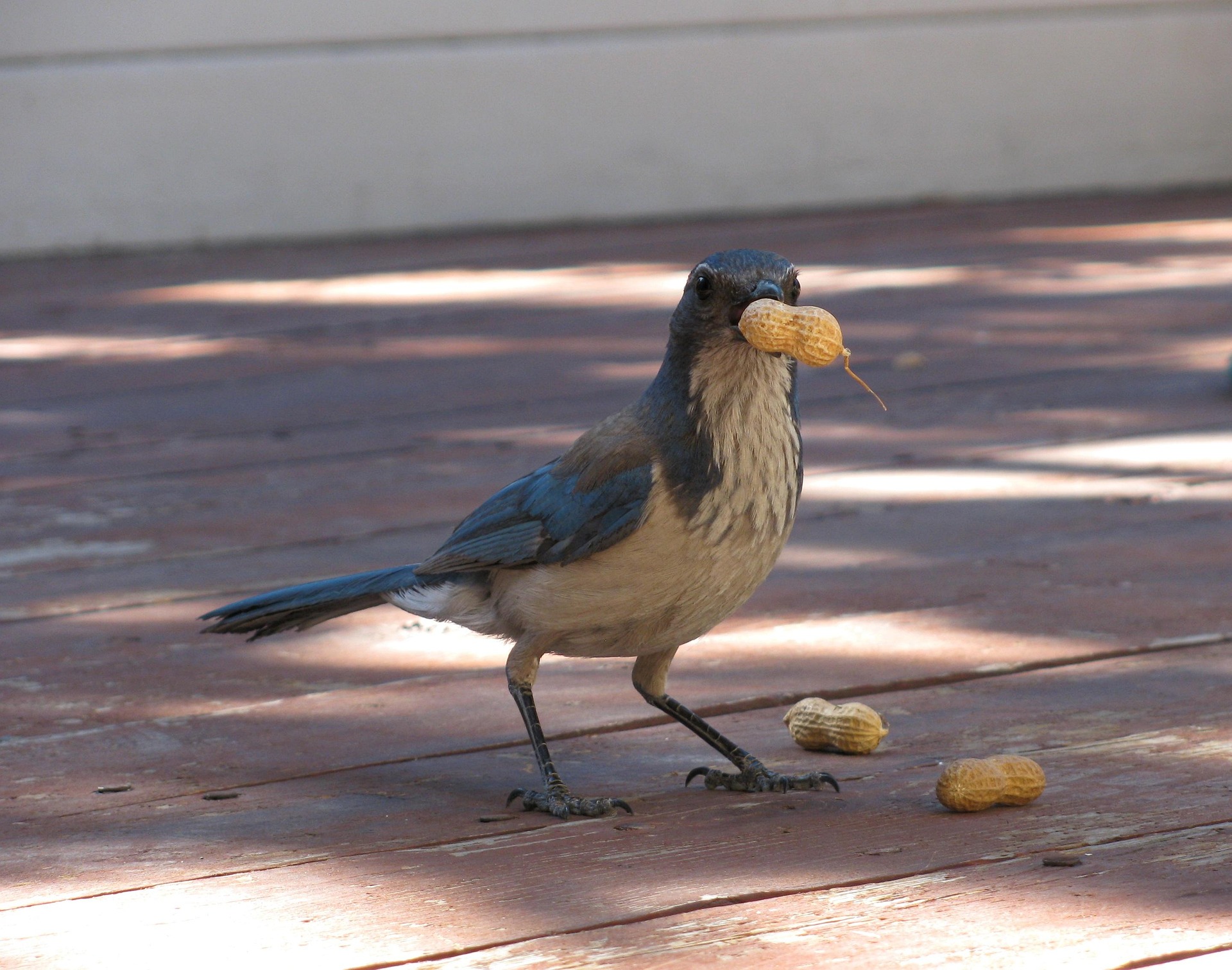 A California Scrub Jay collects peanuts from the ground on a wooden backyard deck.