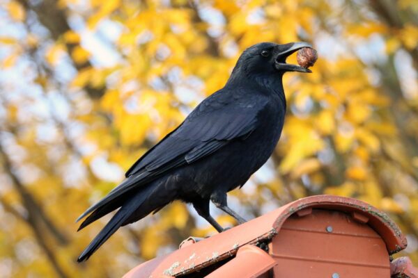 A crow carries an acorn in its beak while perched atop a birdhouse, an autumnal, yellow-leafed tree in the background.