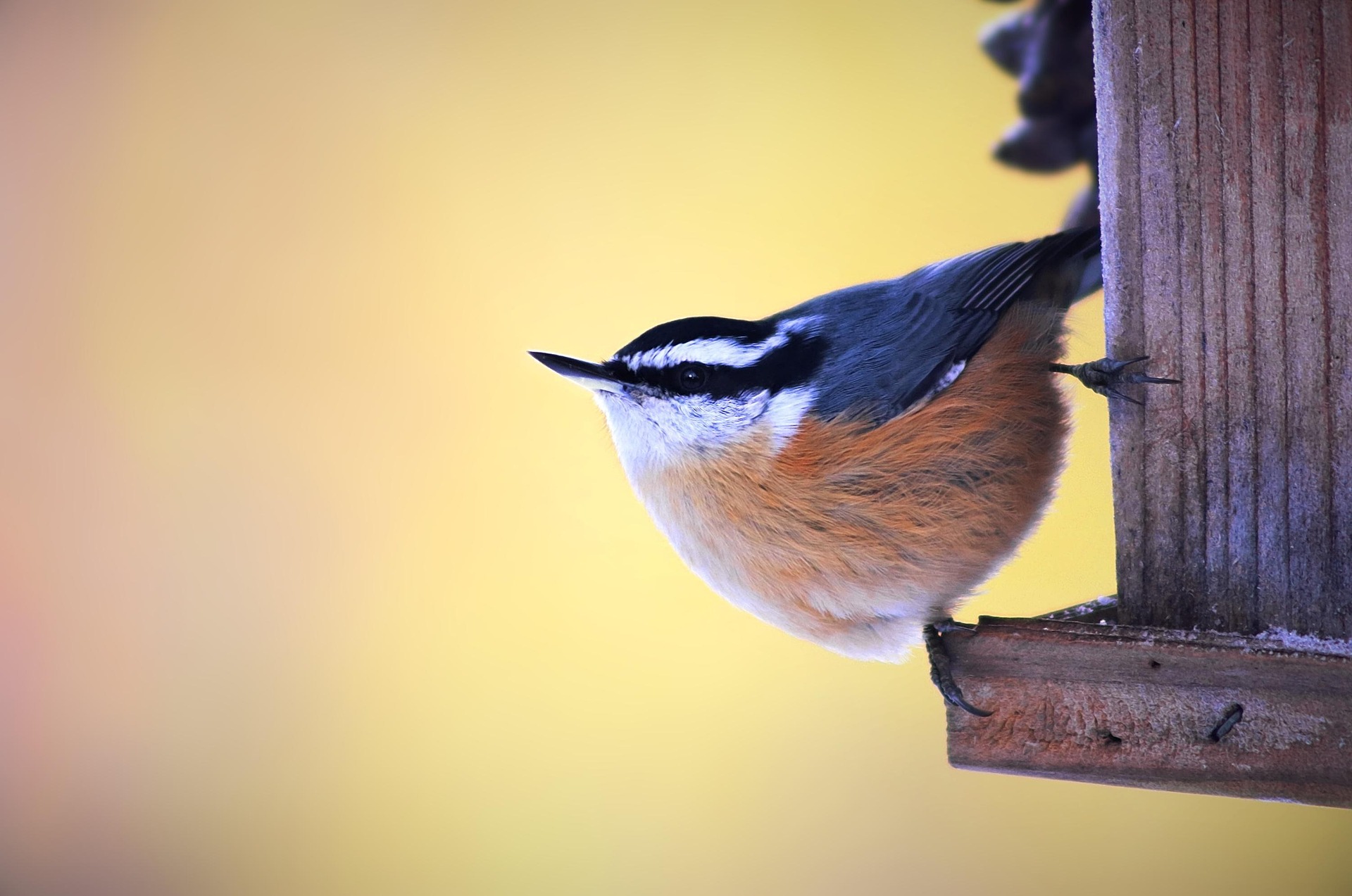 A Red-breasted Nuthatch perches on a bird feeder, one way we can help the birds.