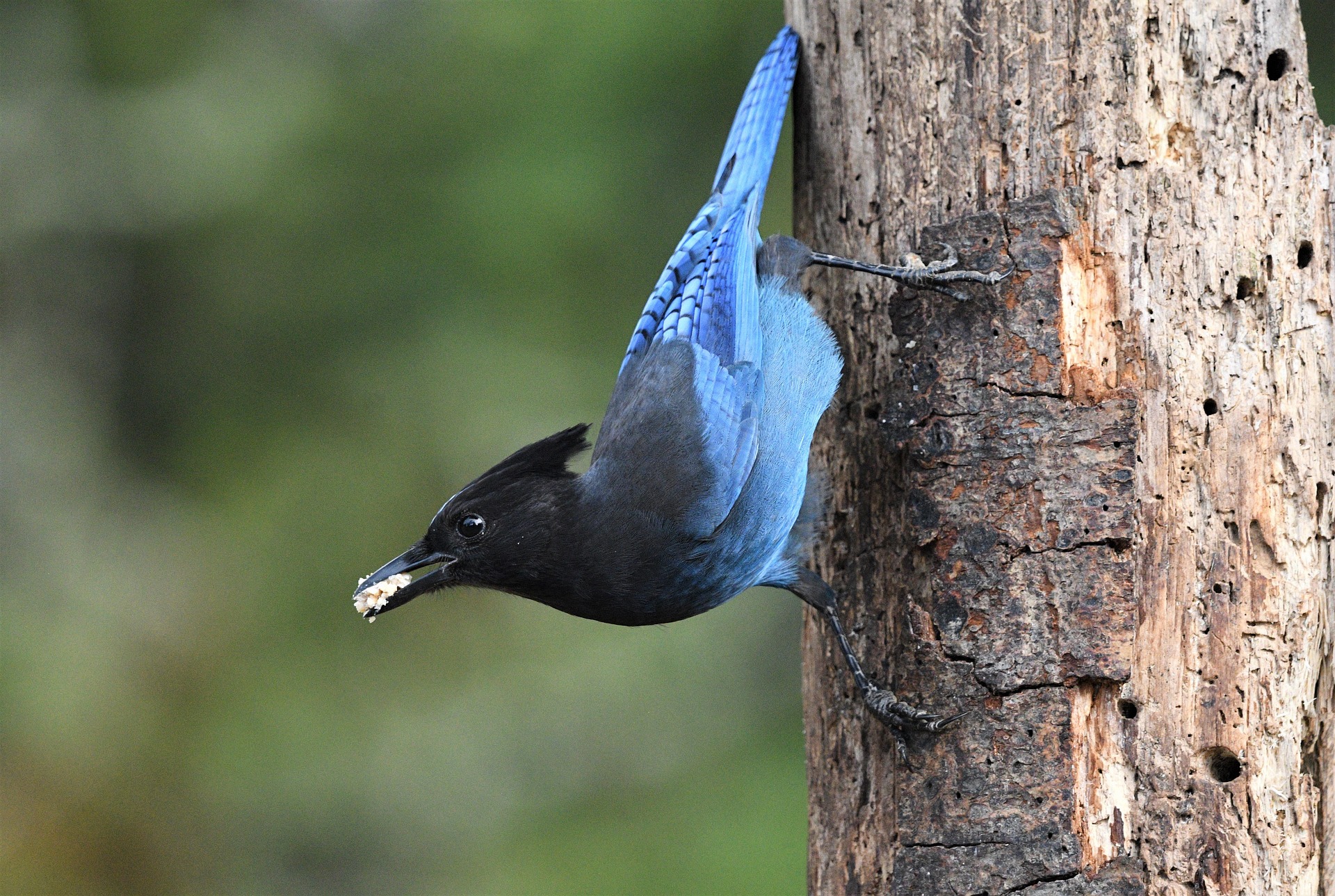A Steller's Jay, one bird that caches, shown perched vertically on a tree trunk, seed in beak.