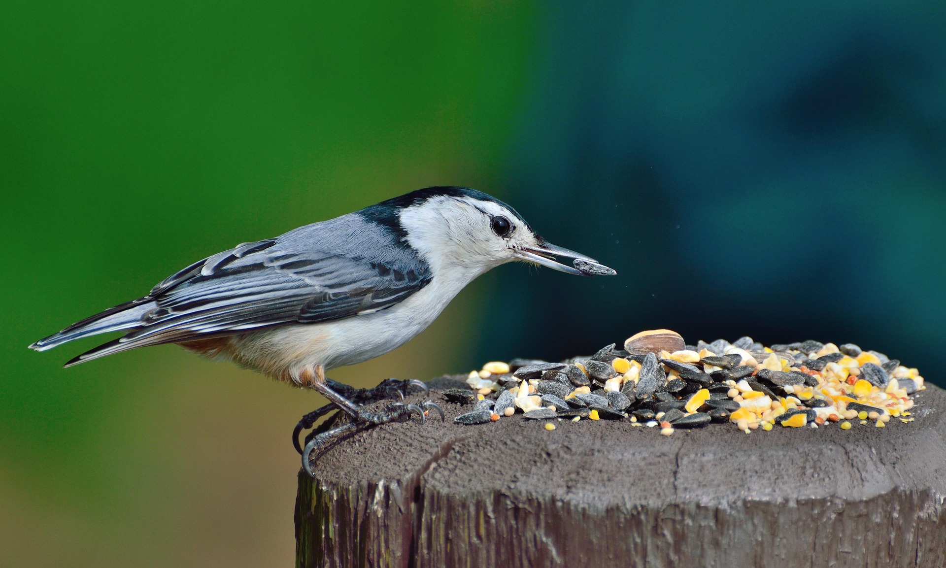 A White-breasted Nuthatch contemplates a pile of sunflower seeds and corn on a tree stump.