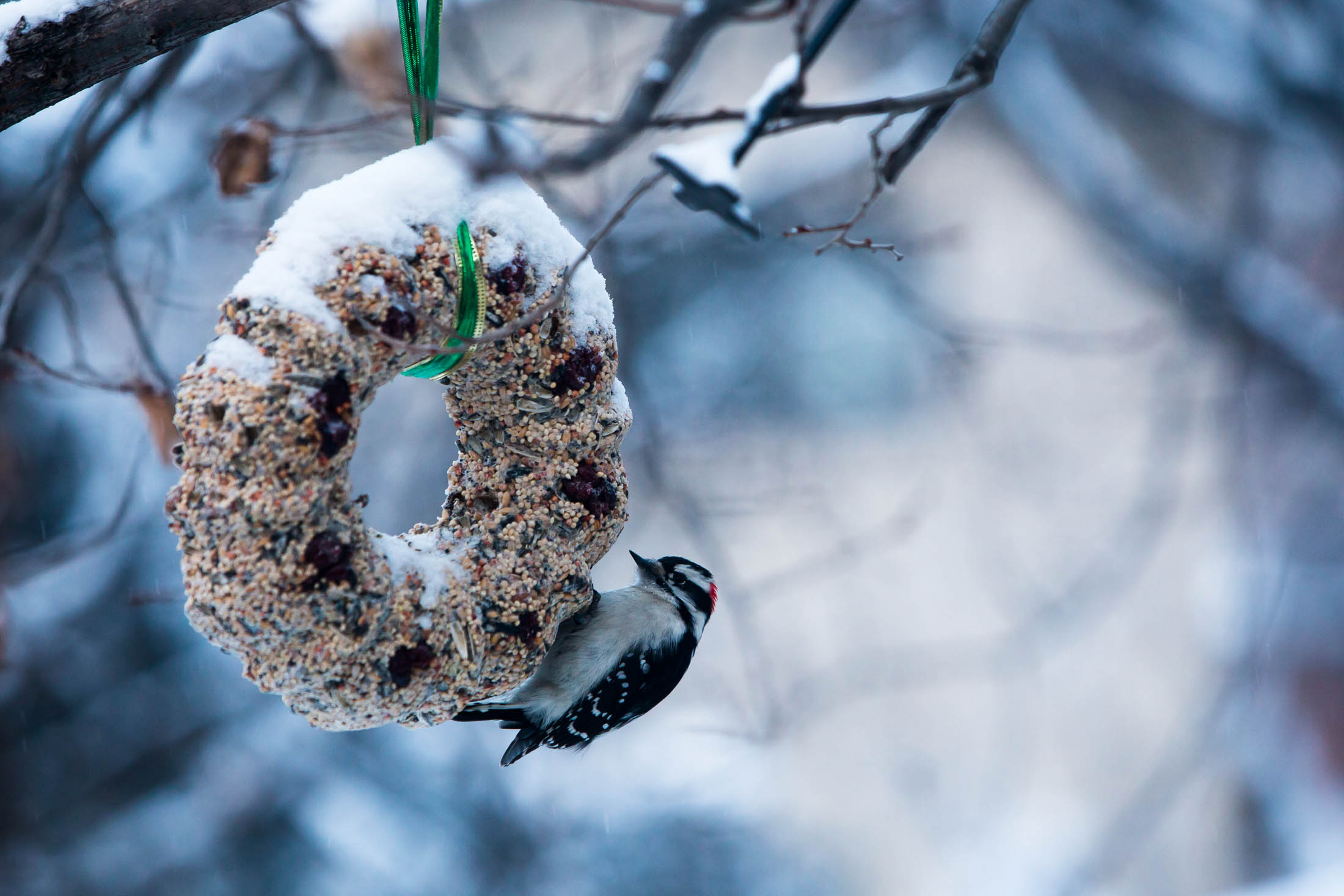 A wreath made of bird seed hangs from a bare tree branch. A Downy Woodpecker feeds off of it while a wintery background awaits.