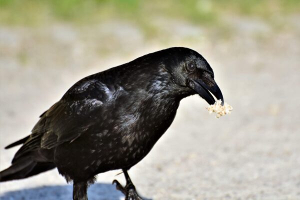 A raven on a dirt ground background cocks its head while holding something in its beak as a gift offering.
