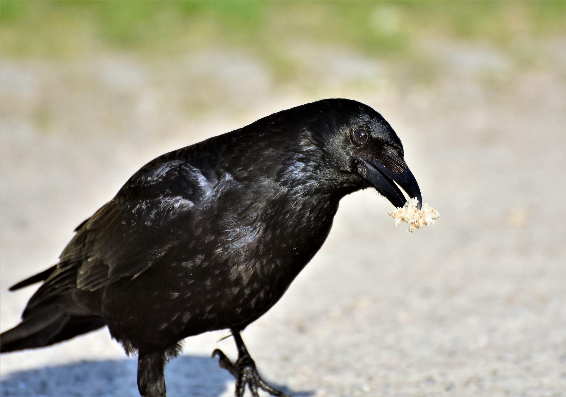 A raven on a dirt ground background cocks its head while holding something in its beak as a gift offering.