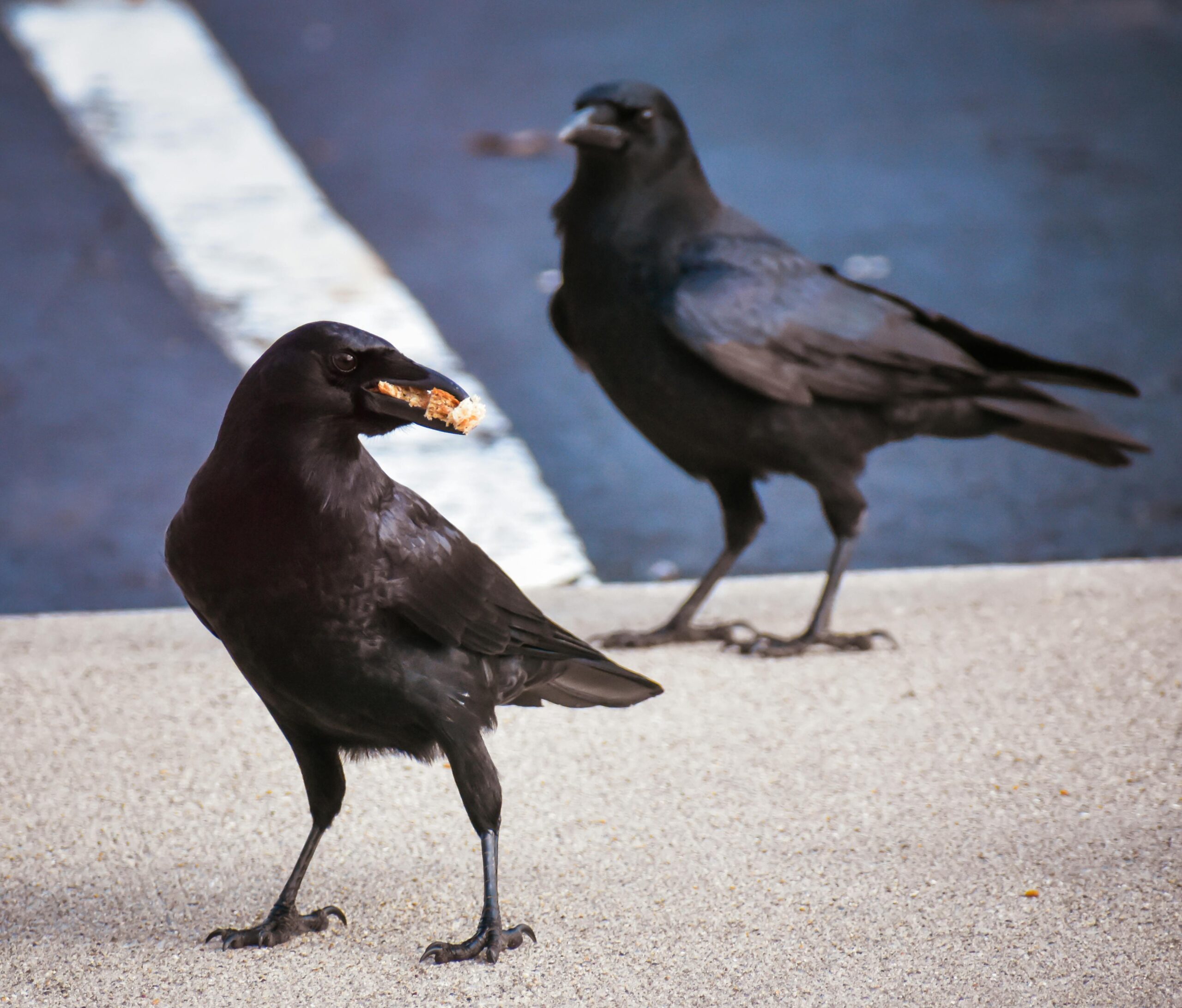A crow shares a meal with another crow on a blacktop backdrop.