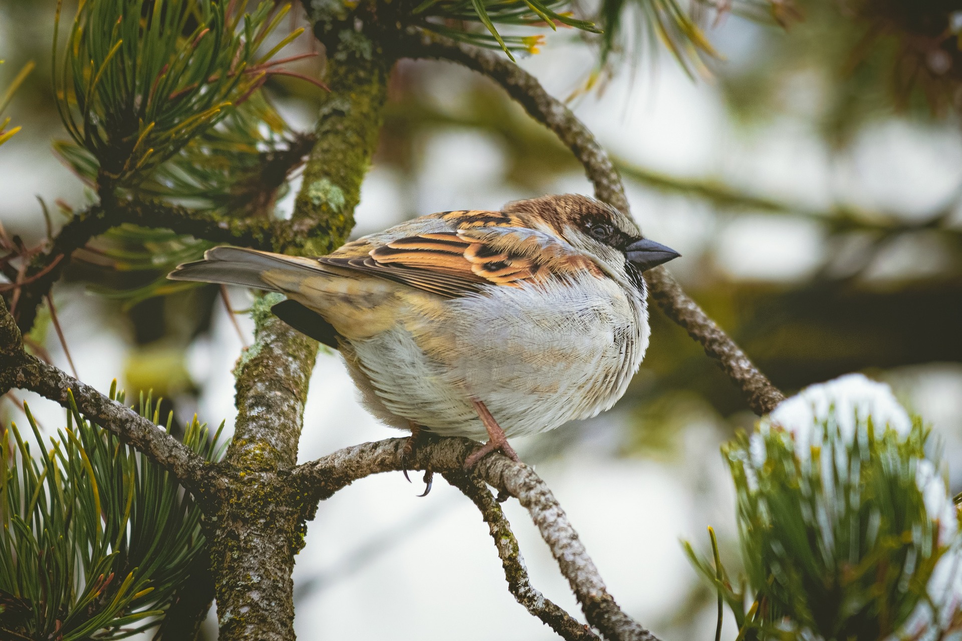 A House Sparrow, shown in profile, perches on a tree branch with greenery in view.