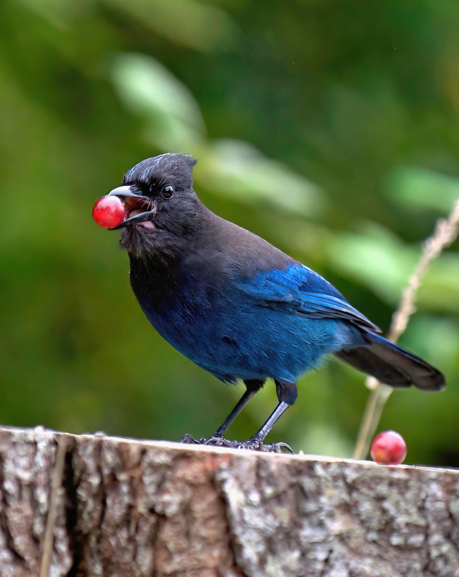 A Stellar's Jay on a tree log holds a berry up as an offering.