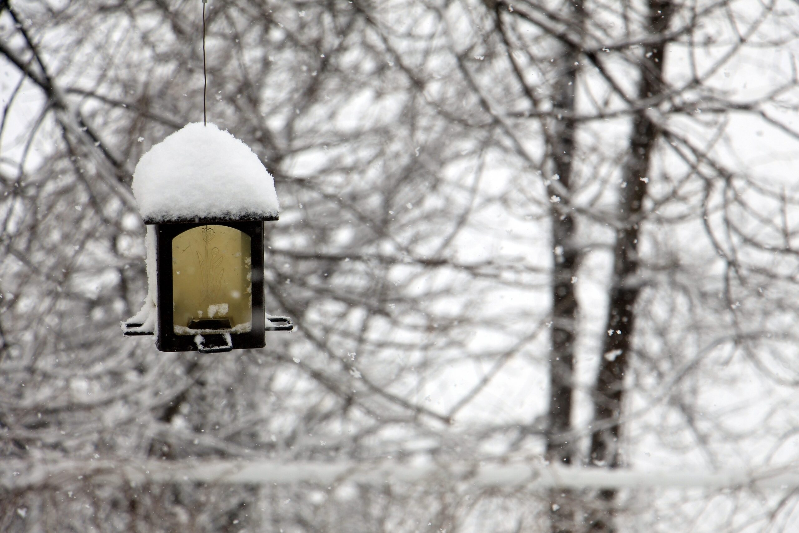 A neglected-looking bird feeder piled with snow hangs from a bare tree branch, with a snowy background in view.