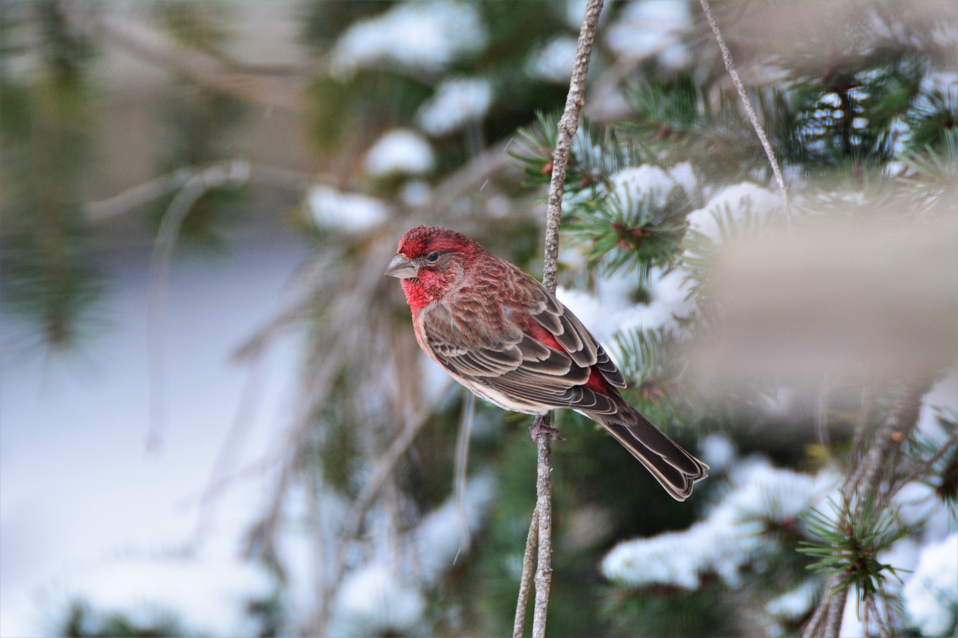 A House Finch perches on a snow-filled tree branch, using it as natural shelter.