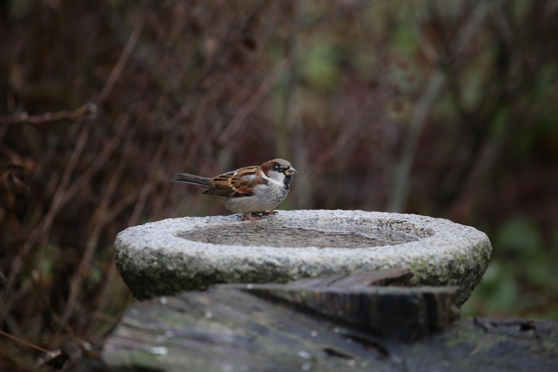 A House Sparrow perches, ready to drink, on the rim of a concrete birdbath. 