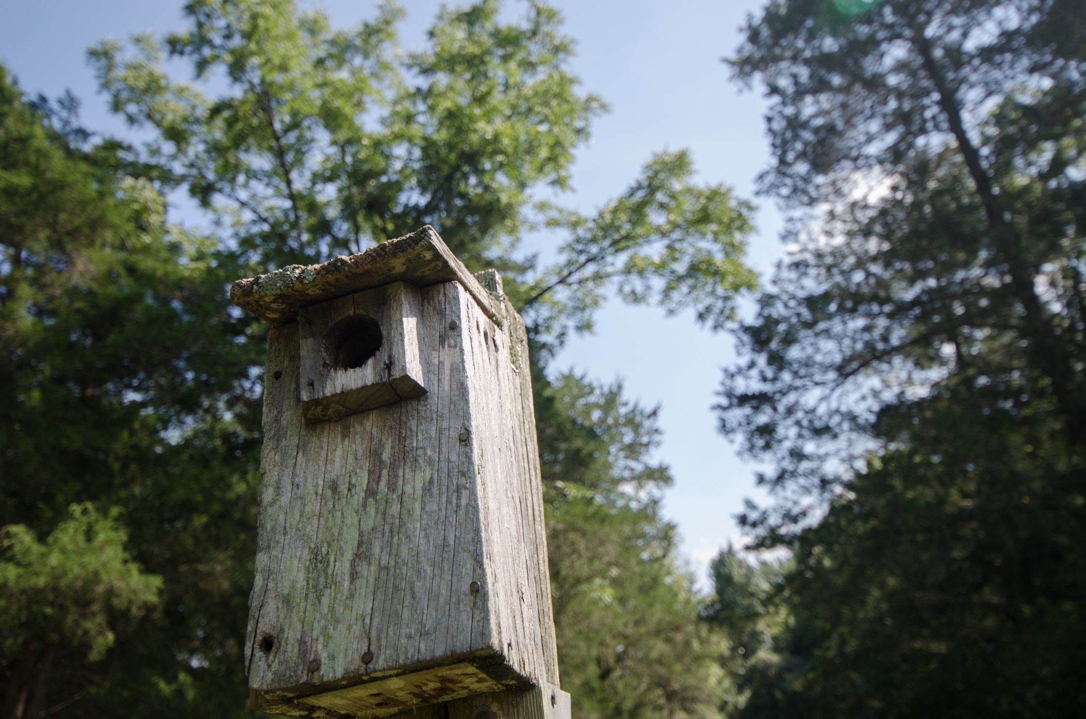 A nest box mounted high in a tree, with a blue sky background.