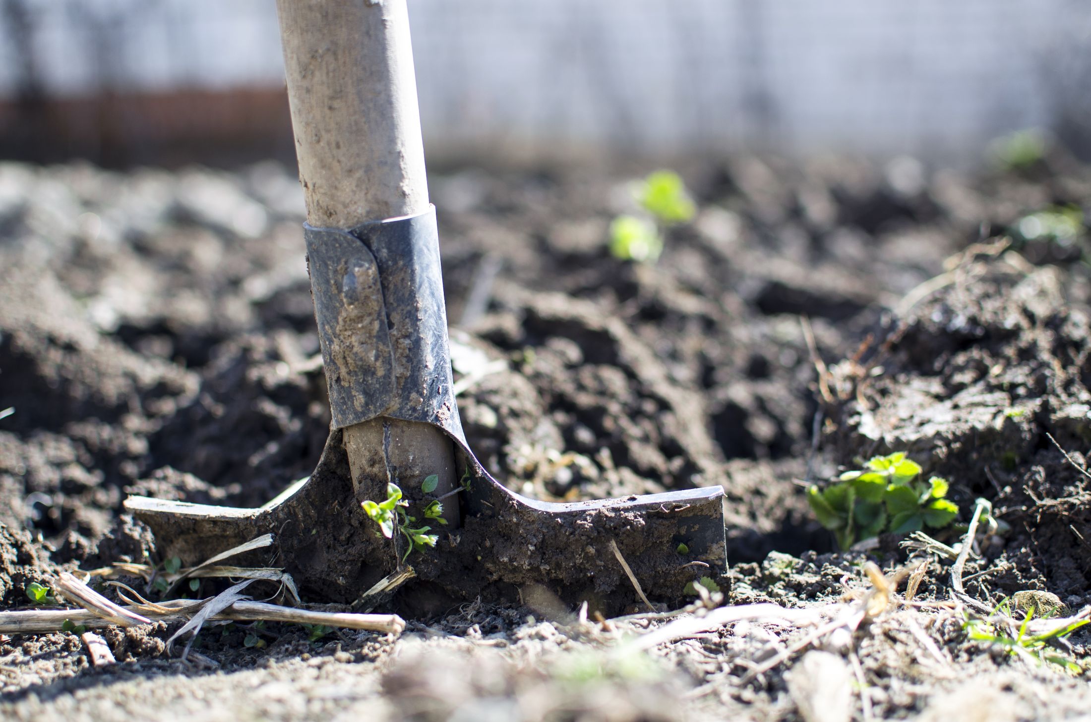A shovel shoved in some dirt in the ground. Planting bird-supporting plants for future winters.