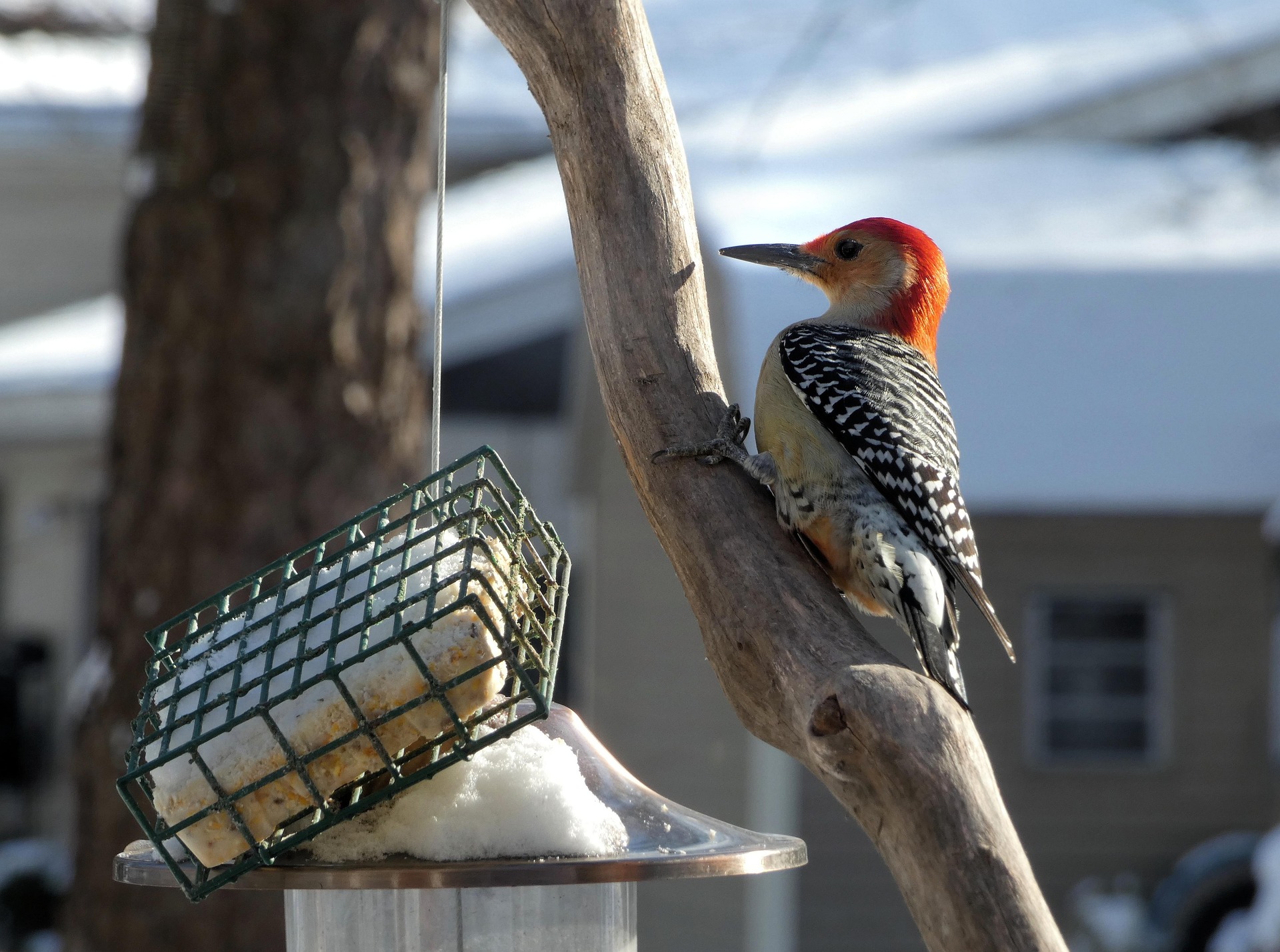 A Red-bellied Woodpecker feeds at a suet feeder mounted to a tree, with a snow-covered house in the background.