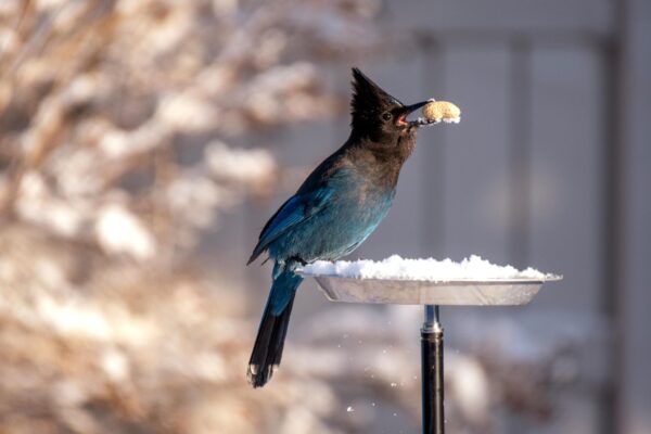 A Steller's Jay picks a peanut from a bird feeder with a winter background.