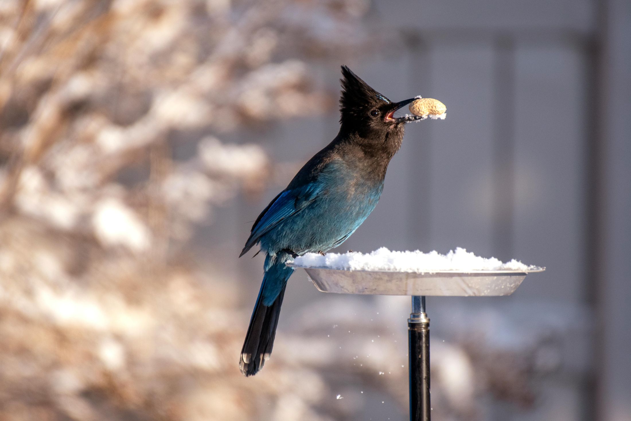 A Steller's Jay picks a peanut from a bird feeder with a winter background.