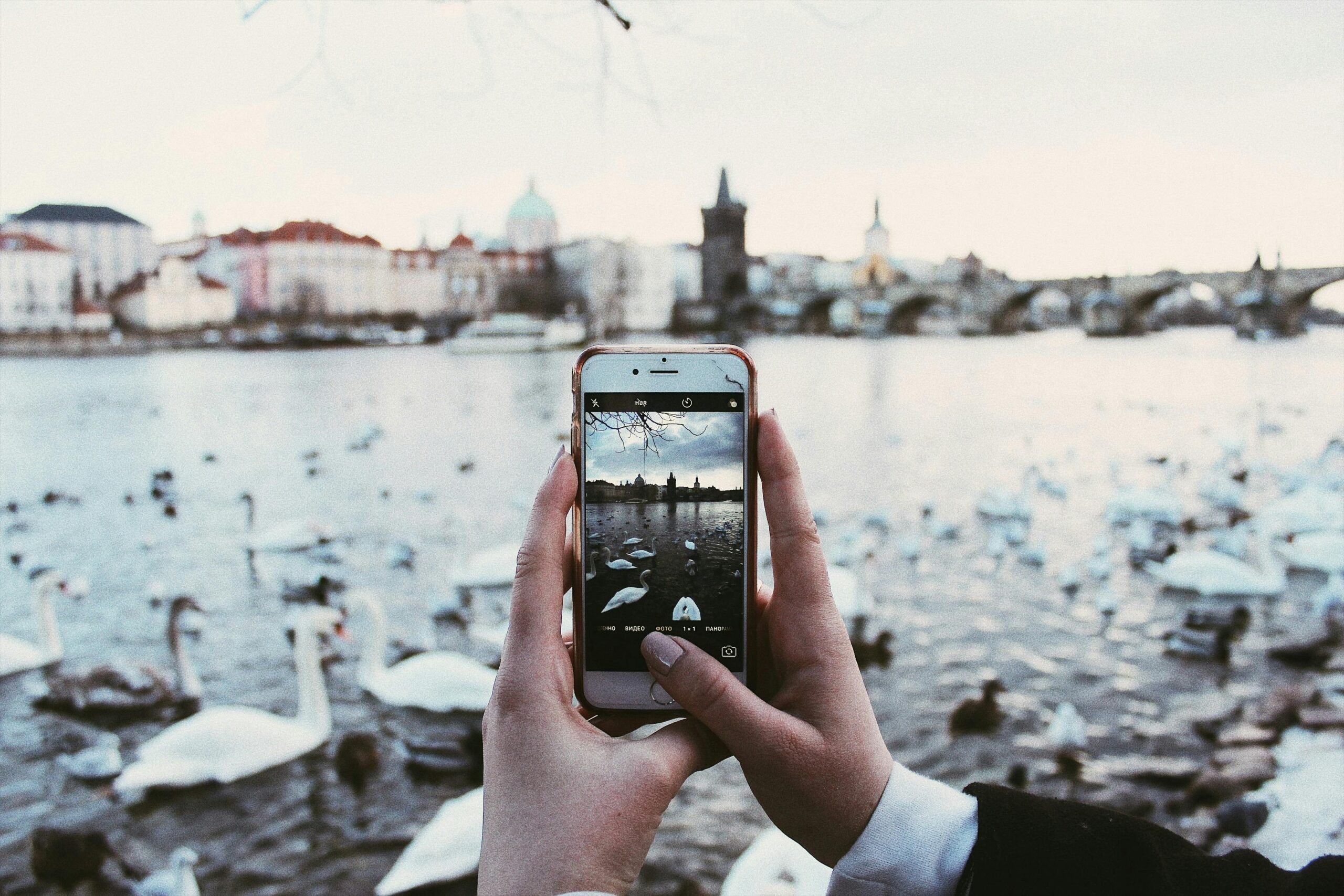 A POV view of a person's hands as they take a photo of a swan-filled body of water, with a city view in the background.