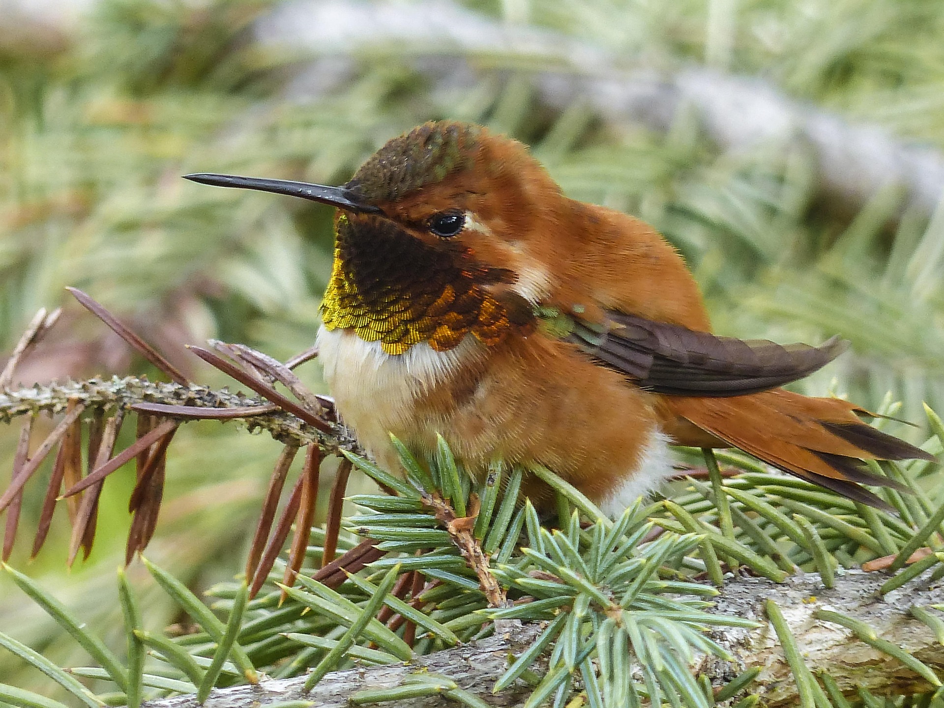 An Allen's Hummingbird, seen here nestled in a pine tree, is one of the bird species on the State of the Birds 2025 report's "red-alert" tipping point species.