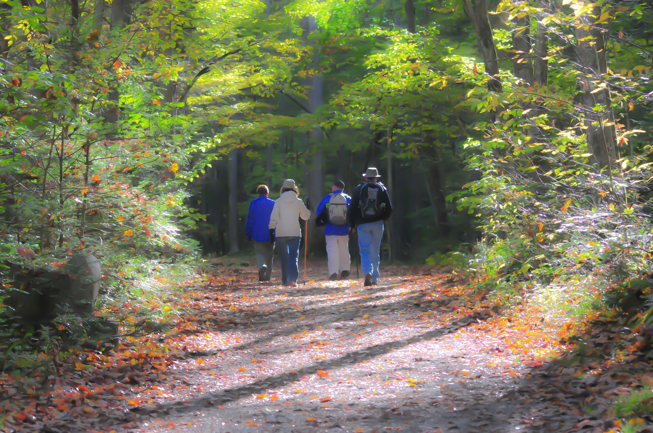 A group of people, shown from behind, walking in a forest scene.