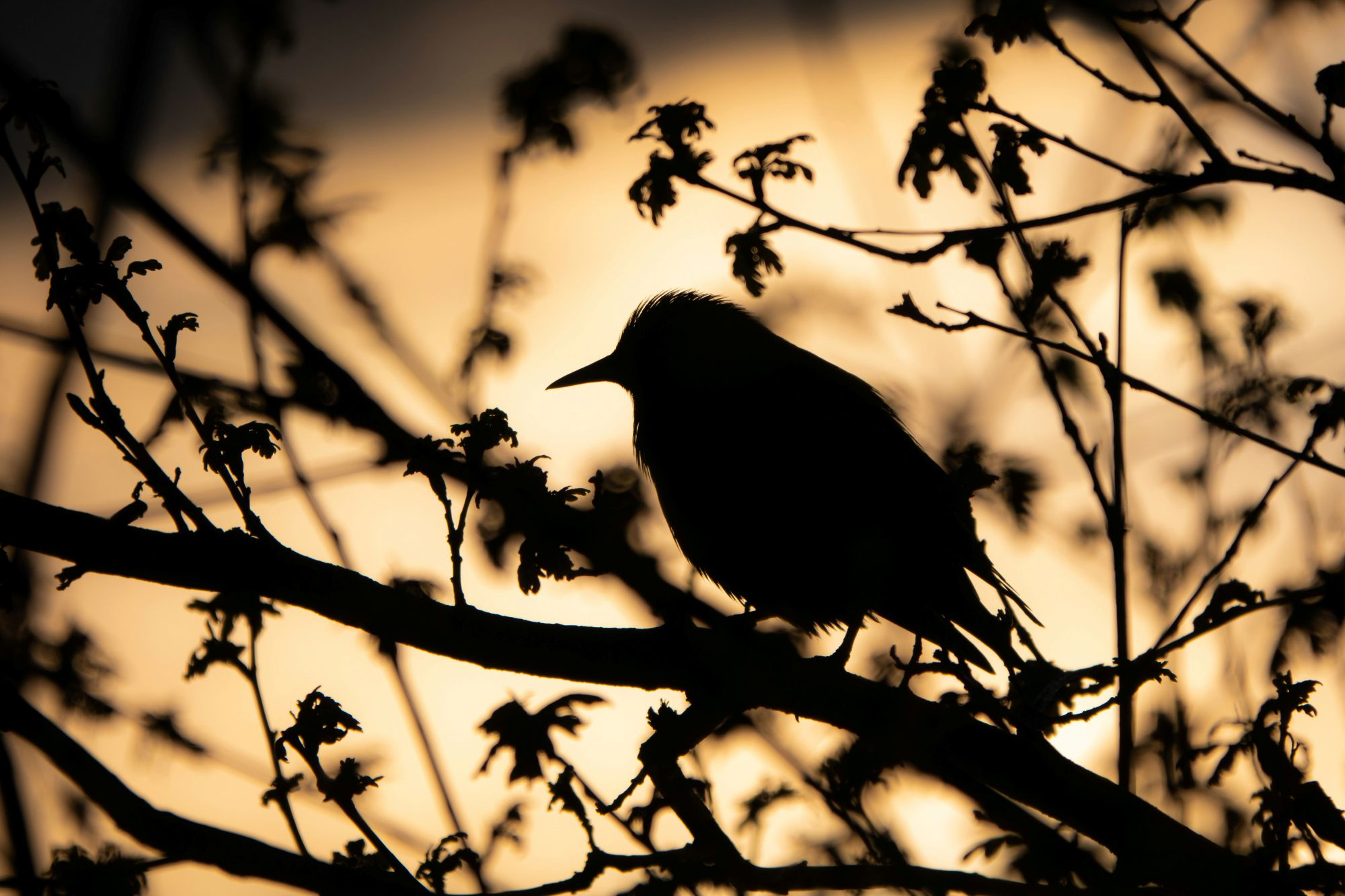 A bird shown in dark silhouette, perched on a tree against a sunset-colored sky.