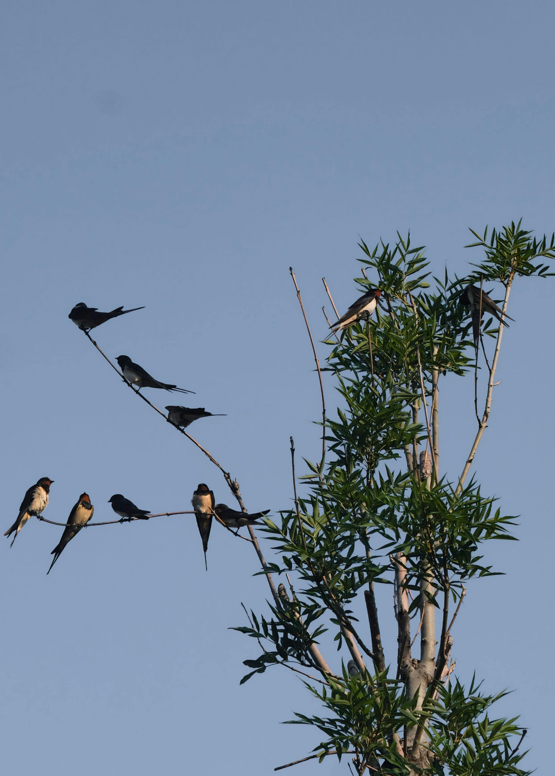 Barn Swallows, another migratory bird found in Big Bear in spring, perch in branches on a treetop.