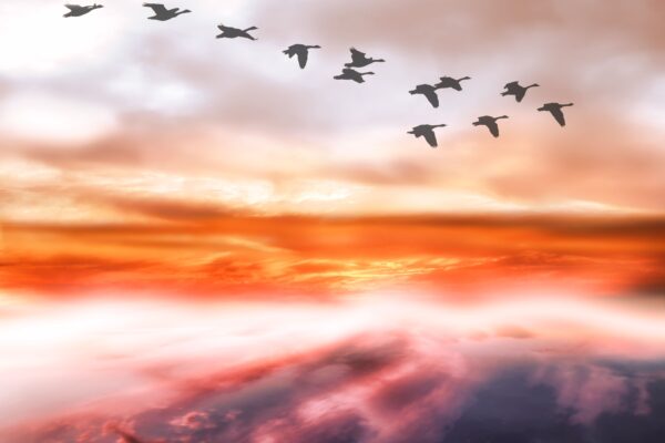 Birds migrate in the distance with a backdrop of a colorful sunset.